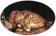 Leopard-Enamel